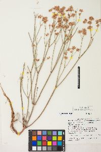 Eriogonum nudum var. pubiflorum image