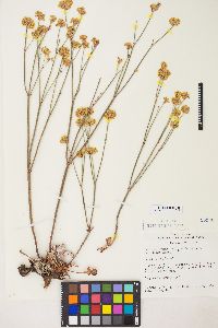 Eriogonum nudum image