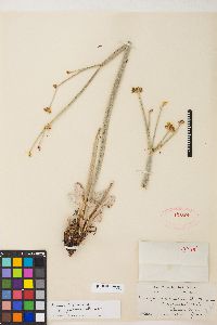 Eriogonum nudum var. pubiflorum image