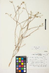 Eriogonum nummulare image