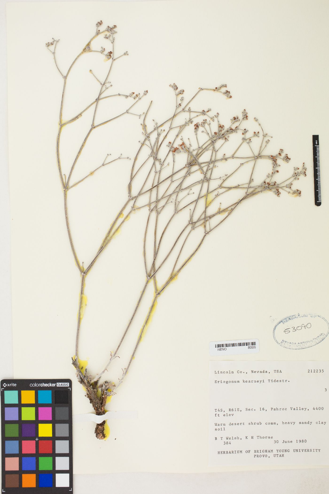 Eriogonum nummulare image