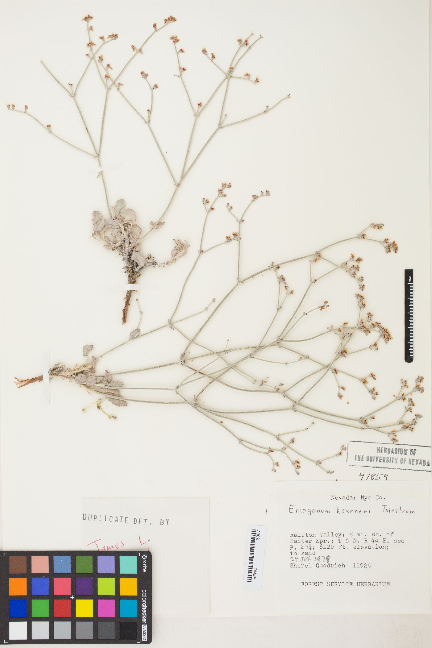 Eriogonum nummulare image