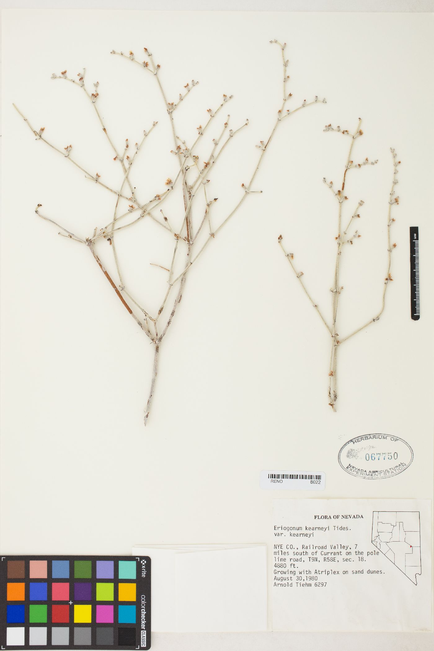 Eriogonum nummulare image