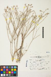 Eriogonum nummulare image