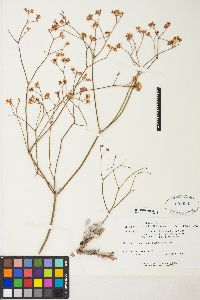 Eriogonum ostlundii image