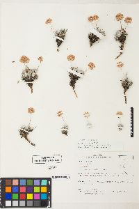 Eriogonum ovalifolium image