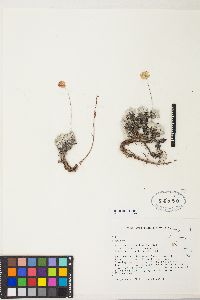 Eriogonum ovalifolium var. depressum image
