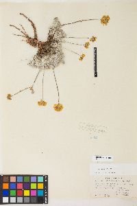 Eriogonum ovalifolium var. ovalifolium image