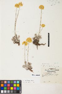 Eriogonum ovalifolium var. ovalifolium image