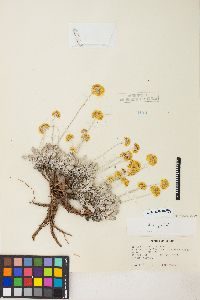 Eriogonum ovalifolium image