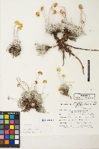 Eriogonum ovalifolium image