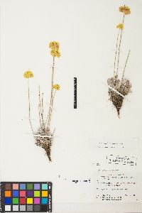 Eriogonum ovalifolium var. ovalifolium image