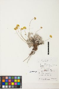 Eriogonum ovalifolium var. ovalifolium image