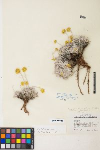 Eriogonum ovalifolium image