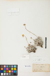 Eriogonum ovalifolium image