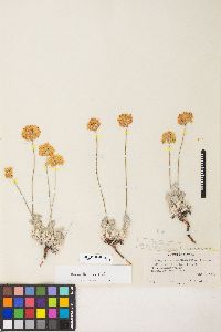 Eriogonum ovalifolium image