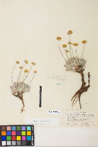 Eriogonum ovalifolium image