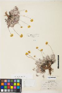 Eriogonum ovalifolium image