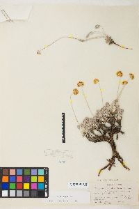 Eriogonum ovalifolium var. ovalifolium image