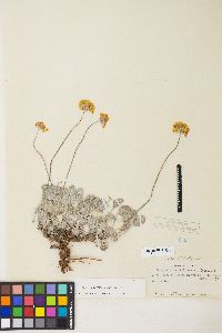 Eriogonum ovalifolium var. ovalifolium image