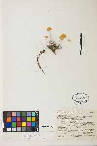 Eriogonum ovalifolium var. ovalifolium image