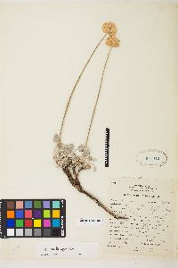 Eriogonum ovalifolium var. ovalifolium image