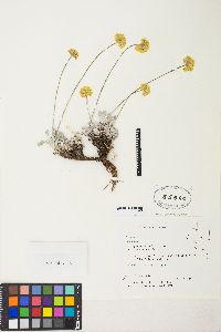 Eriogonum ovalifolium var. ovalifolium image