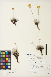 Eriogonum ovalifolium var. ovalifolium image