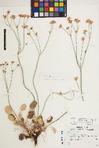 Eriogonum nudum var. nudum image