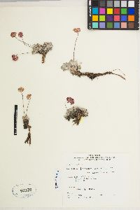 Eriogonum ovalifolium var. nivale image