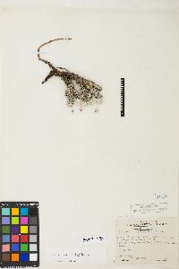 Eriogonum ovalifolium image