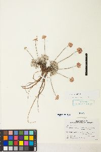 Eriogonum ovalifolium image