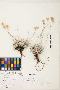 Eriogonum ovalifolium image