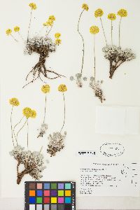 Eriogonum ovalifolium image