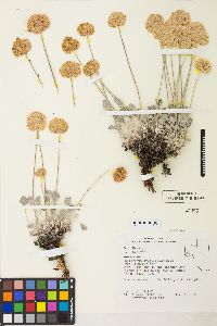 Eriogonum ovalifolium image