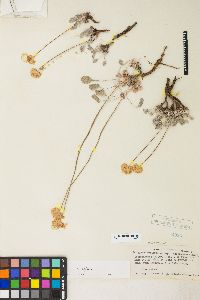 Eriogonum ovalifolium image