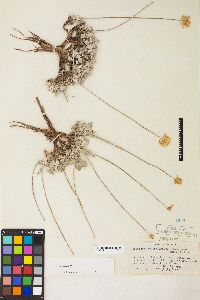 Eriogonum ovalifolium image