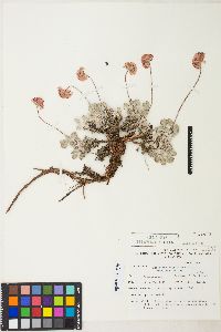 Eriogonum ovalifolium image