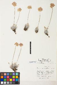 Eriogonum ovalifolium image