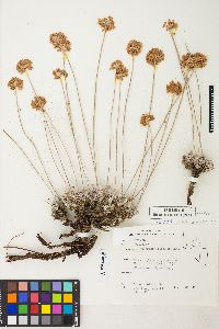 Eriogonum ovalifolium image