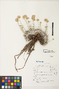 Eriogonum ovalifolium image