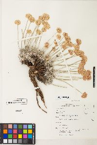 Eriogonum ovalifolium image