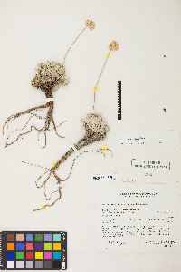 Eriogonum ovalifolium image