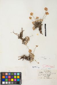 Eriogonum ovalifolium image