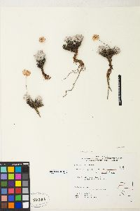 Eriogonum ovalifolium var. purpureum image