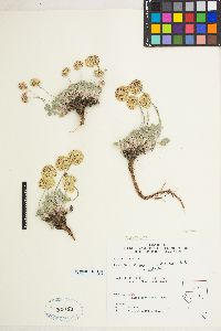 Eriogonum ovalifolium image