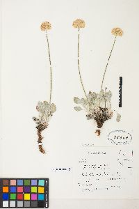 Eriogonum ovalifolium image