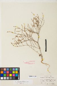 Eriogonum palmerianum image