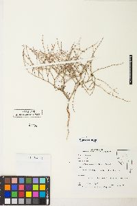 Eriogonum palmerianum image