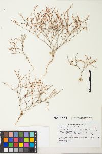 Eriogonum palmerianum image